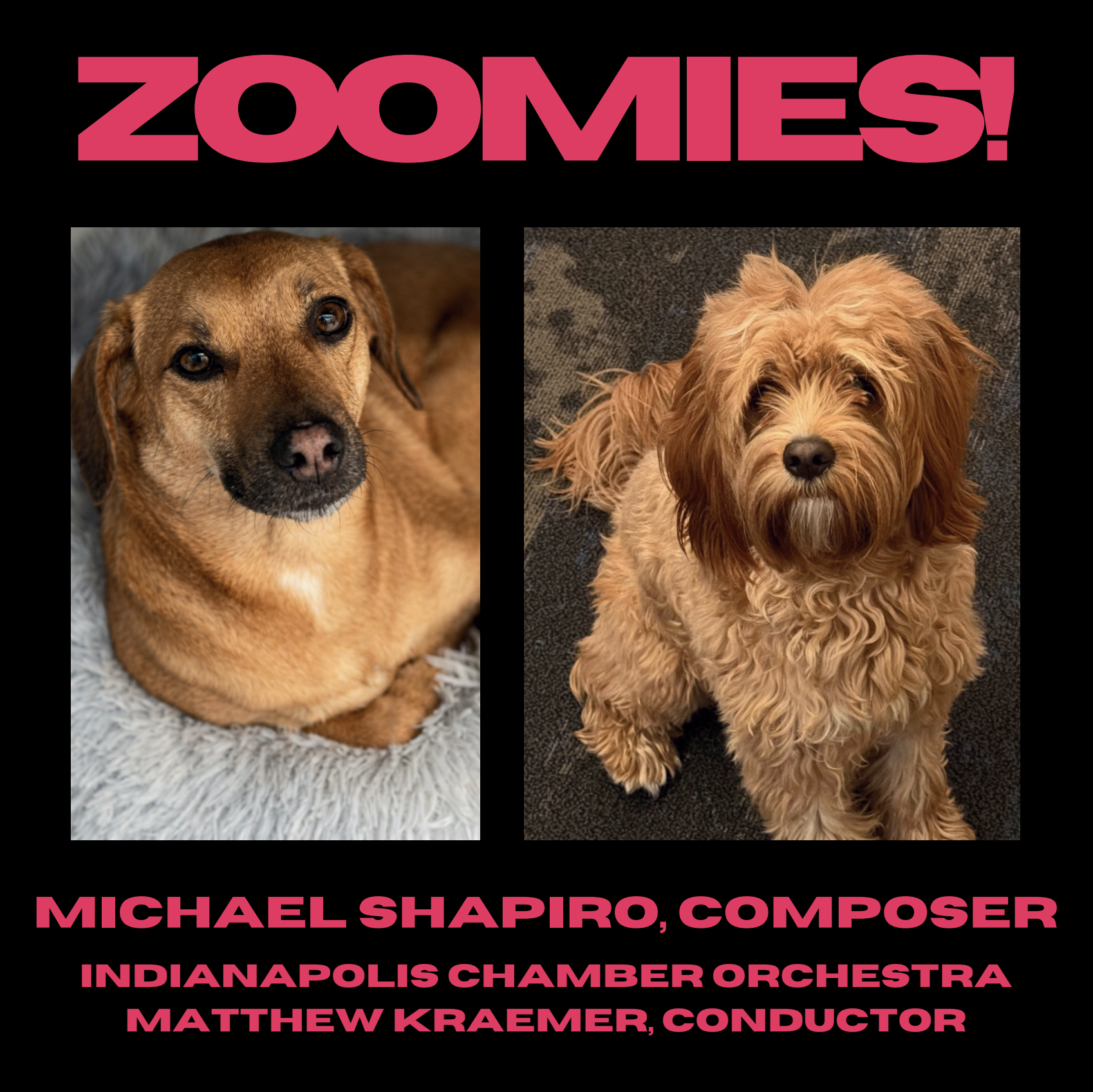 Cover artwork — Zoomies! by Michael Shapiro